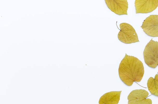 Gelbe Herbstblätter seitlich ausgekleidet auf weißem Hintergrund, Kopierraum. flache Lage, Draufsicht. - Foto, Bild