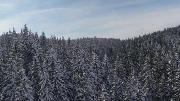 航空写真: 驚くべき晴れた冬の日に美しい緻密な雪に覆われた針葉樹林の上飛んでいます。冬のワンダーランドの新鮮な白い雪の毛布で覆われた緑豊かなトウヒ梢の美しい景色 - 映像、動画