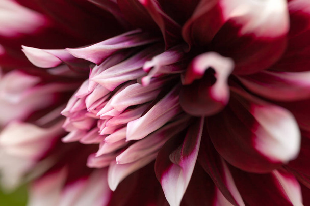 Head of purple and white dahlia closeup. Flower nature backround, petals macro. - 写真・画像