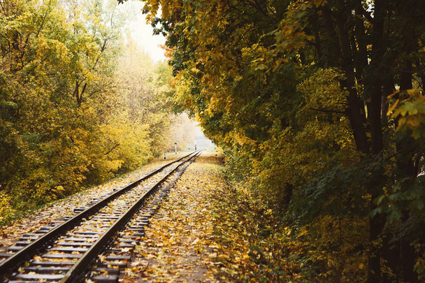 Railway tracks landscape running through autumn forest - Photo, Image