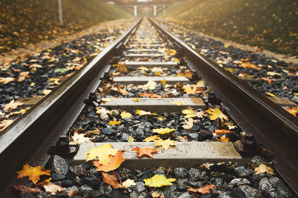 Railway tracks closeup running through autumn forest - Φωτογραφία, εικόνα
