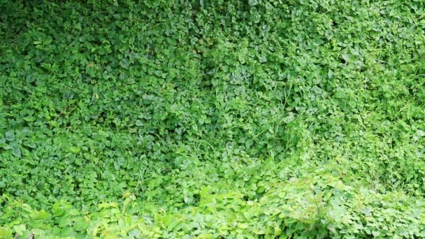 Overgrown wild vine, invasive species, fully covers surrounding building wall - Footage, Video