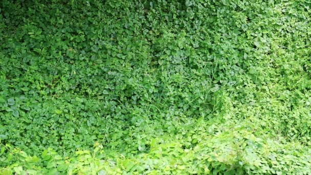 Заросшая дикая виноградная лоза, инвазивные виды, полностью покрывает окружающую стену здания
 - Кадры, видео