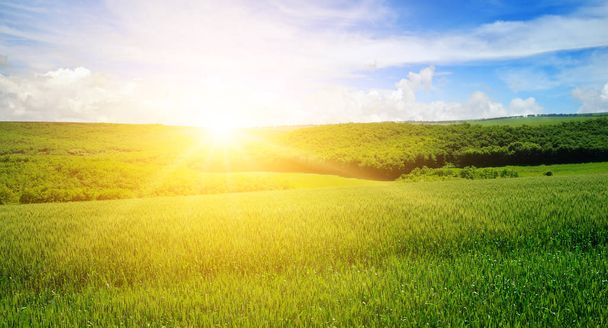 Green field and blue sky with light clouds. Above the horizon is a bright sunrise. Agricultural landscape. - Photo, image