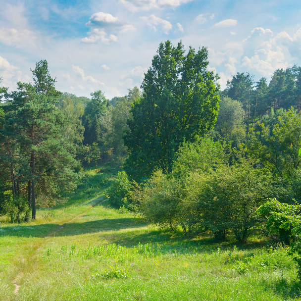 Naturwald mit Nadel- und Laubbäumen, Wiesen und Fußwegen. Sommer. ein strahlend sonniger Tag. - Foto, Bild