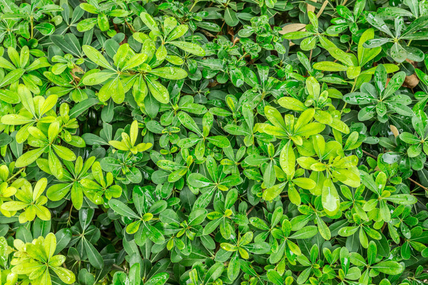 green bush texture, close up view - Foto, afbeelding