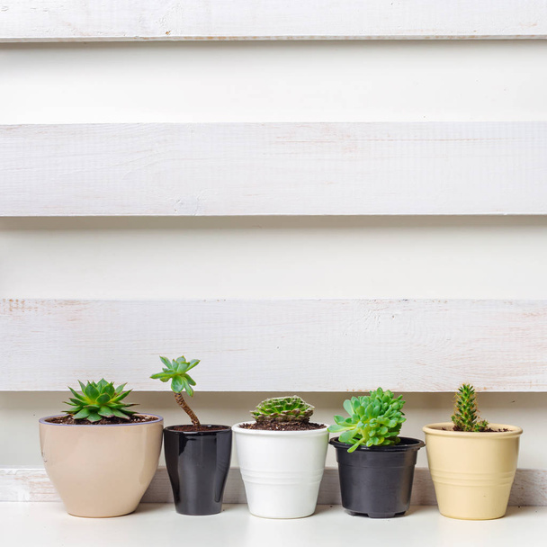 Small succulent plants in pots in home interior - Foto, imagen