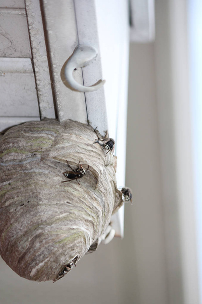 Hornets nest χτίζεται από τις μαρκίζες μιας κατοικίας σπίτι, όπως φαίνονται από κάτω. - Φωτογραφία, εικόνα