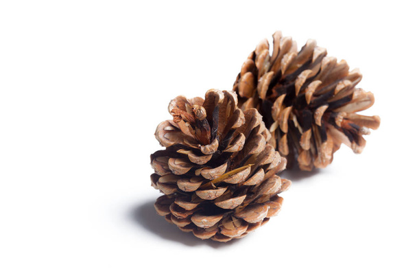 Pine cones on a white background - 写真・画像