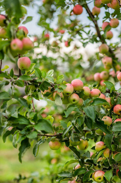Orgaaniset omenat roikkuvat puun oksasta omenatarhassa - Valokuva, kuva