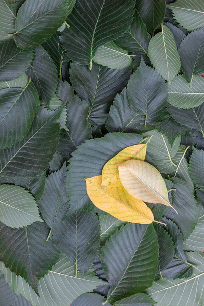 fundo decorativo de folhas de olmo verde e várias folhas amarelas
 - Foto, Imagem