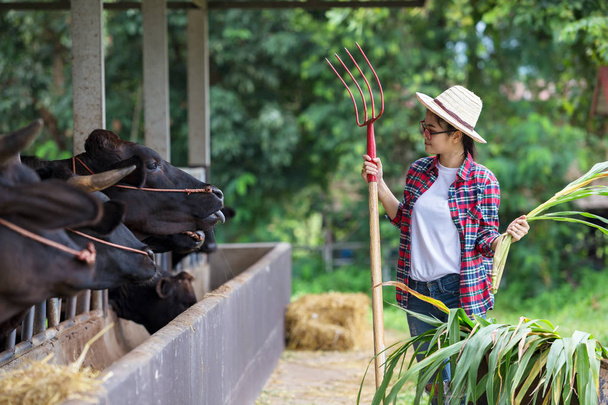 Mujer joven trabajando en una granja de vacas y feliz con el concepto de agricultura de trabajo
. - Foto, imagen