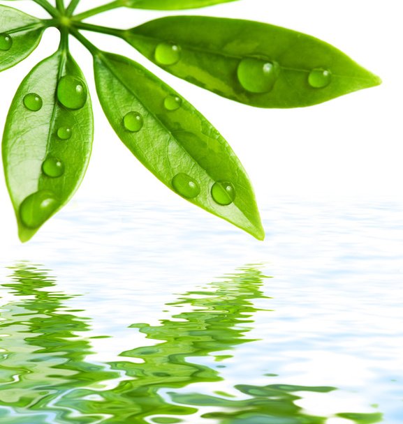 Green leaves reflected in water - Foto, afbeelding