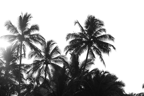 zwart-wit palmbomen op witte achtergrond isoleren - Foto, afbeelding