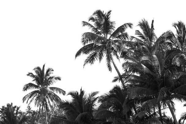 Fekete-fehér pálmafák elkülönítése - Fotó, kép
