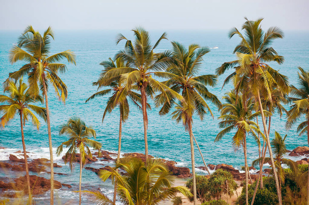 Palm trees on background of ocean - Fotó, kép