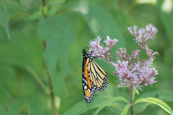 Monarch Butterfly na ładny różowy kwiat w niewielkim parkiem. Kingston, Ontario.    - Zdjęcie, obraz