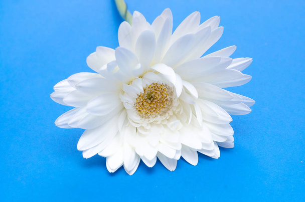 White gerbera daisy flower isolated on blue background. - Fotó, kép