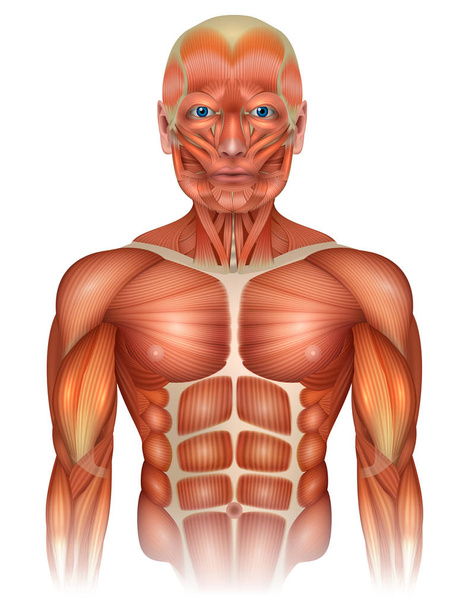 Músculos del cuerpo humano, cara, torso y brazos, hermosa ilustración colorida aislada sobre un fondo blanco
 - Vector, imagen