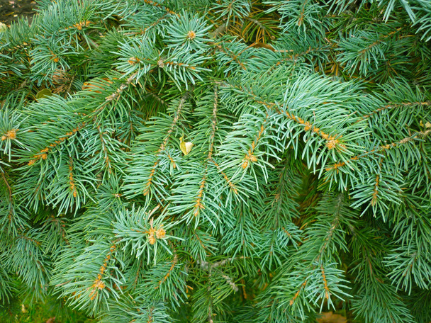 Christmas tree branch green. Christmas background spiky needles - Photo, Image