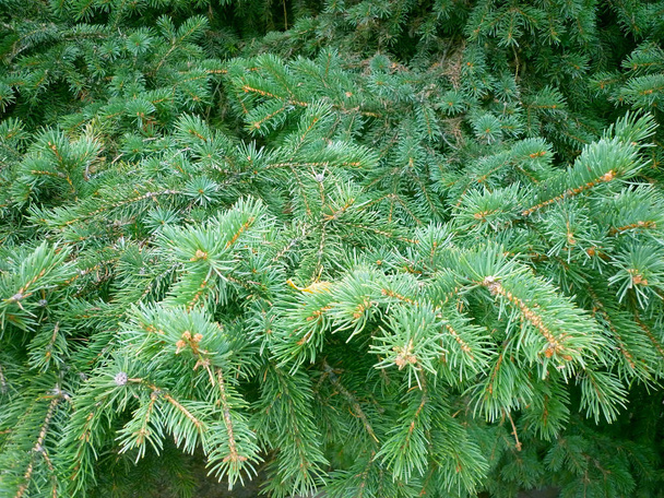 Ramo albero di Natale verde. Natale sfondo aghi chiodati
 - Foto, immagini