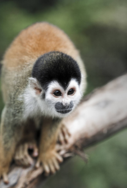 Mono ardilla de capa negra en rama en selva amazónica, Perú
  - Foto, imagen