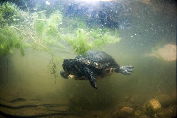 Zdjęcie przedstawia żółwia żółte policzki pod wodą - Zdjęcie, obraz
