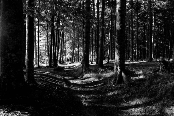 Forest trail footpath trees black and white photography, Slovenia nature hiking traveling tourism. - Photo, Image