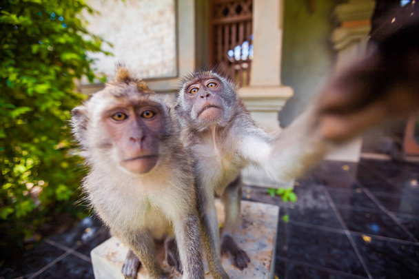 Mono. Animales tropicales. Turismo de Viajes Exóticos. El resto del ecuador. Bali Indonesia
 - Foto, imagen