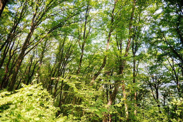 Malowniczy las świeżych zielonych drzew liściastych otoczony liśćmi, ze słońcem rzucającym ciepłe promienie przez liście. - Zdjęcie, obraz
