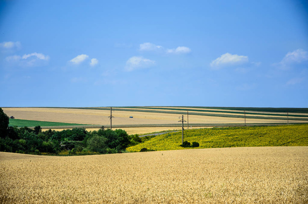 Літній ландшафт з пшеничним полем і хмарами. - Фото, зображення
