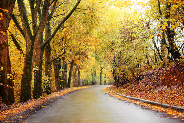 kolorowy krajobraz jesień w lesie z starej drogi - Φωτογραφία, εικόνα