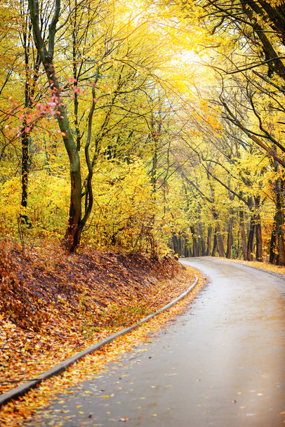 Paesaggio autunnale colorato nella foresta con vecchia strada
 - Foto, immagini