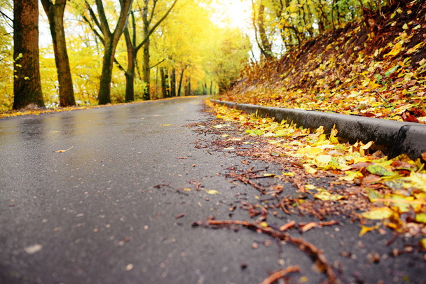 Красочный осенний пейзаж в лесу со старой дорогой
 - Фото, изображение