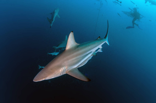 Foto muestra tiburones de arrecife Blacktip en Sudáfrica
 - Foto, imagen