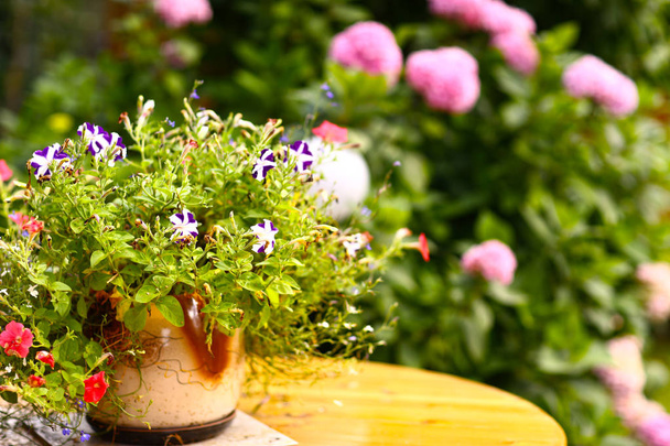 квіти рослин горщиків на столі на зеленому красивому садовому фоні
 - Фото, зображення