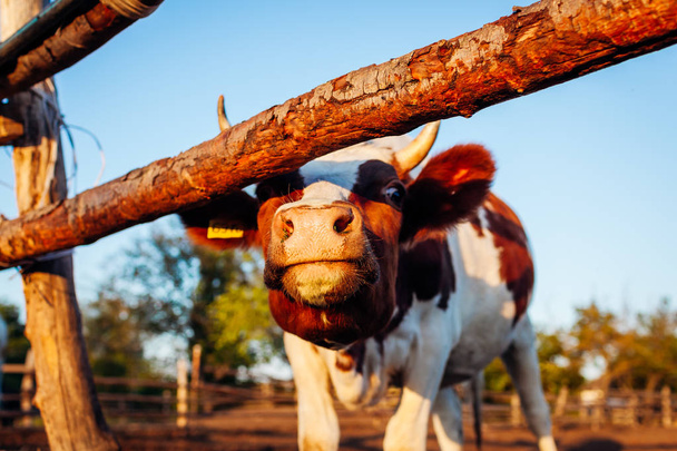 Close-up of white and brown cow on farm yard at sunset. Cattle walking outdoors in summer countryside - Zdjęcie, obraz