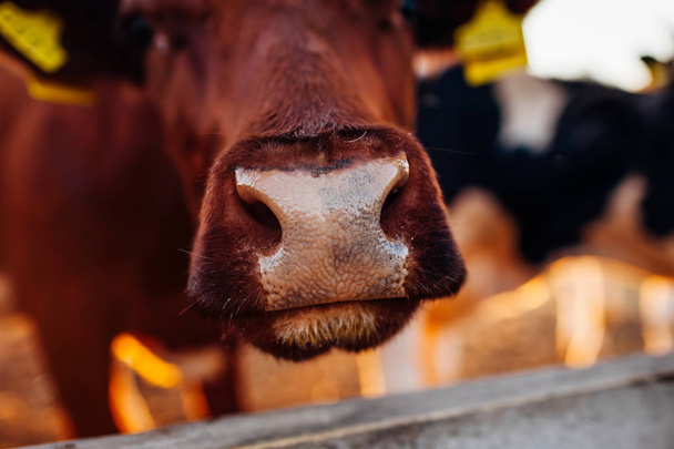 Gros plan du nez de la vache brune dans la cour de la ferme au coucher du soleil. Bovins marchant à l'extérieur dans la campagne estivale
 - Photo, image