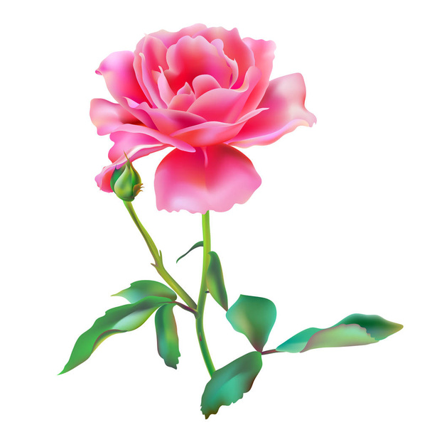 beautiful pink rose, flower isolated on a white background - Vektor, obrázek