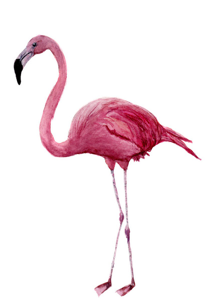 Watercolor flamingo. Exotic wading bird illustration isolated on white background. For design, prints or background - Photo, Image