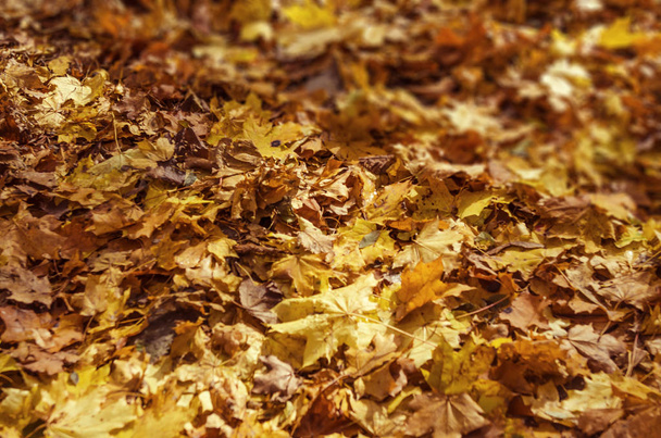 Jesień, opadłych liści na ziemi w lesie. Sezonowe malowniczym tle - Zdjęcie, obraz