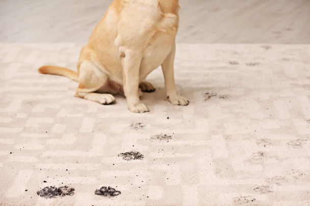 Cute dog leaving muddy paw prints on carpet - Φωτογραφία, εικόνα