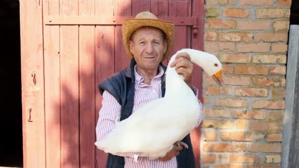 Az idős gazda szalma kalap tartja egy élő fehér lúd. Portréja egy férfi egy fehér liba, a háttérben a gazdaság - Felvétel, videó