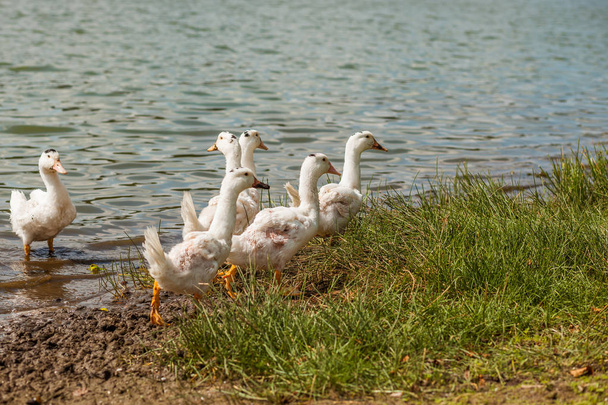 Valkoinen Ankka, hanhi rannalla, järvi, vesi
 - Valokuva, kuva