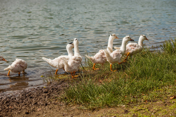 Patos blancos, gansos en la orilla, lago, agua
 - Foto, imagen