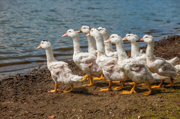 Witte eenden, ganzen op de wal, meer, water - Foto, afbeelding