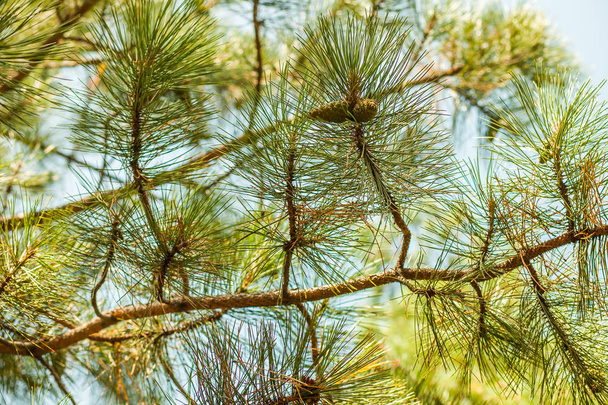 Pine needles and cones - Fotografie, Obrázek