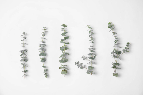 Fresh eucalyptus leaves on white background, top view - Foto, afbeelding