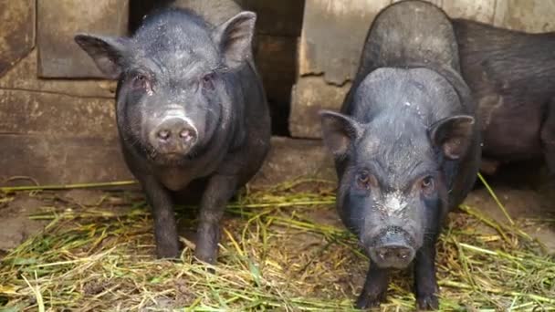 Zwarte Vietnamese varkens in een kooi op een boerderij - Video