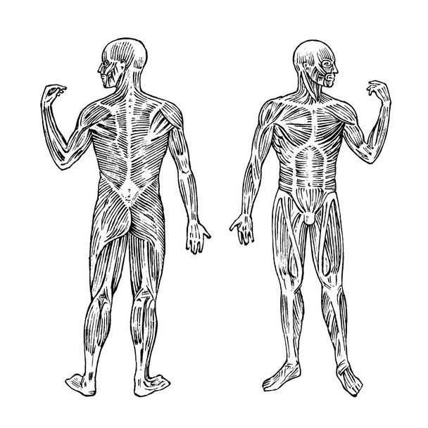 Az emberi anatómia. Izom- és csont-rendszer. Férfi test vektoros illusztráció, a tudomány, az orvostudomány és a biológia. Vιsett izomzat kézzel rajzolt régi fekete-fehér Vintage vázlat. Elülső és hátsó nézet. - Vektor, kép
